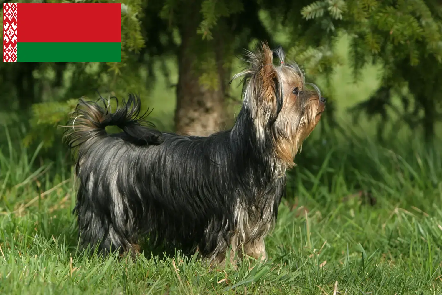 Read more about the article Hodowcy i szczenięta Yorkshire terrier w Białoruś