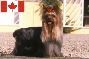 Read more about the article Yorkshire Terrier Hodowcy i szczenięta w Kanada