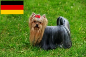 Read more about the article Hodowcy i szczenięta Yorkshire terrier w Niemcy