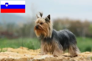 Read more about the article Hodowcy i szczenięta Yorkshire terrier w Słowenia