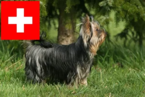 Read more about the article Hodowcy i szczenięta Yorkshire terrier w Szwajcaria