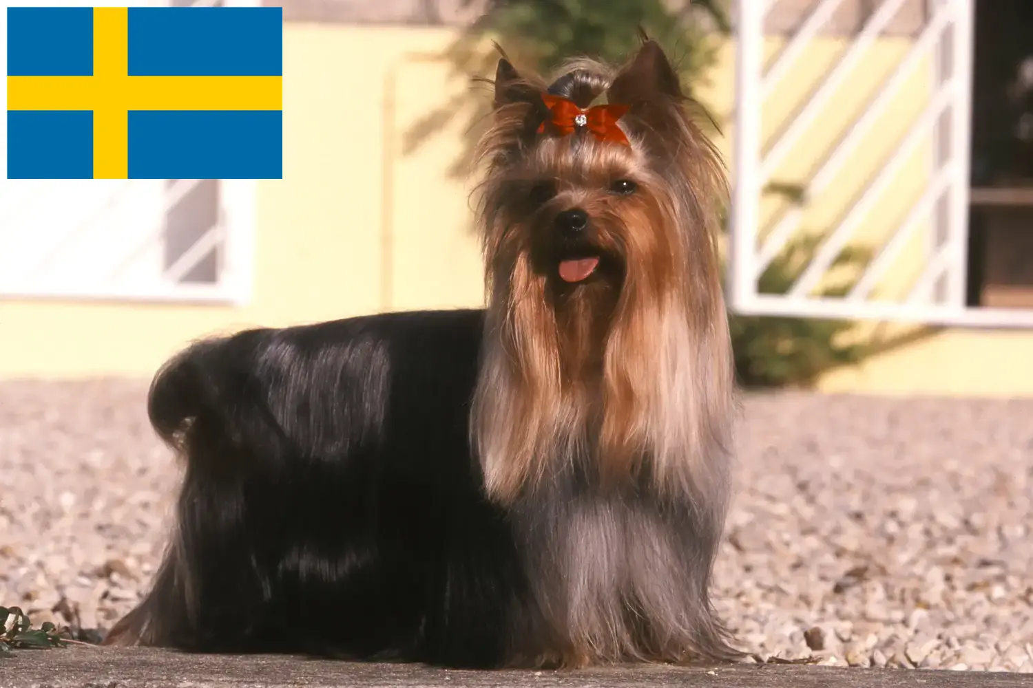 Read more about the article Hodowcy i szczenięta Yorkshire terrier w Szwecja