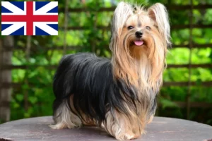 Read more about the article Hodowcy i szczenięta Yorkshire Terrier w Wielkiej Brytanii