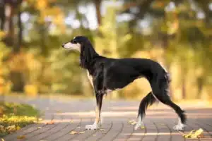 Read more about the article Hodowca saluki