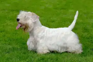 Read more about the article Sealyham Terrier Hodowca