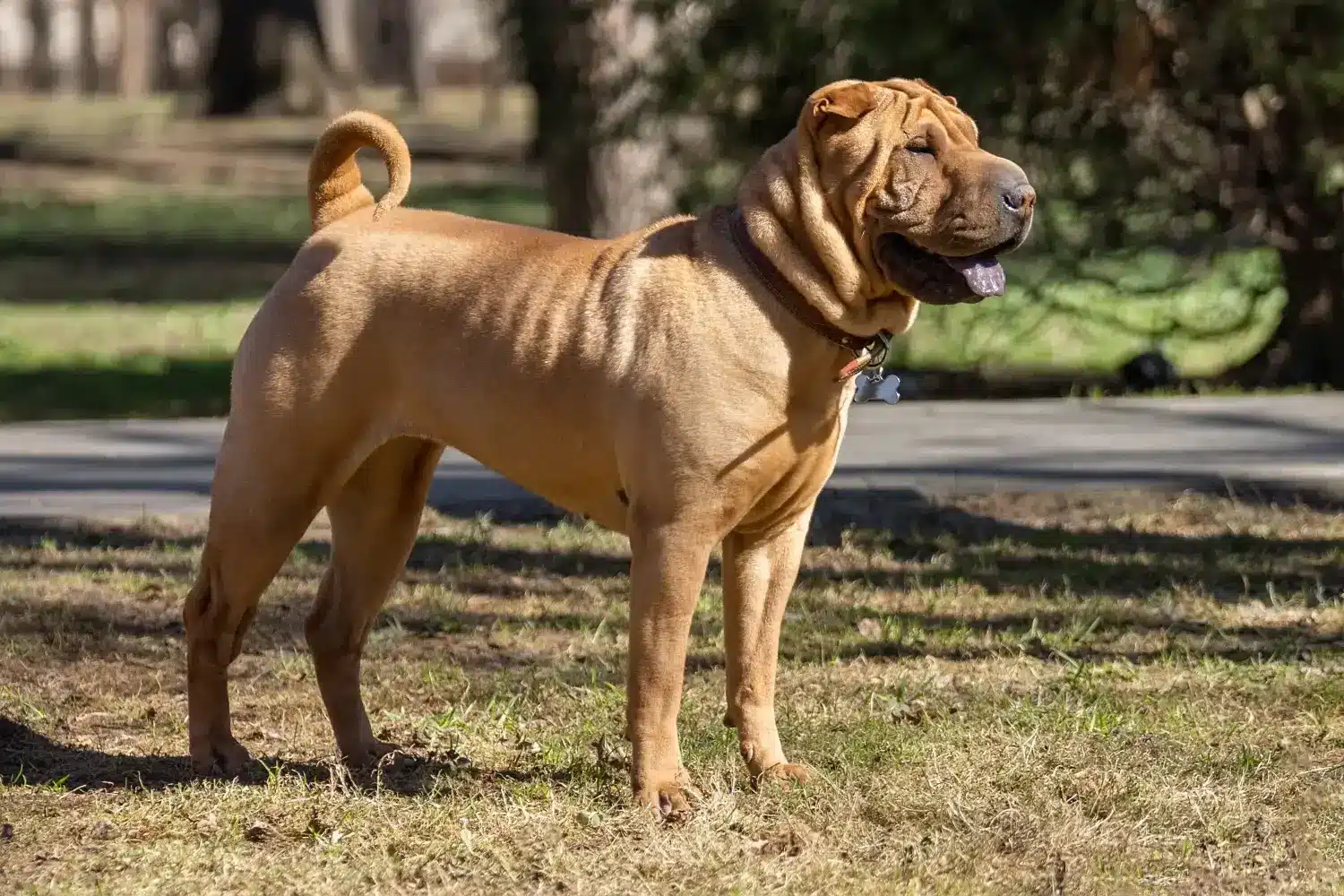 Read more about the article Hodowca shar pei