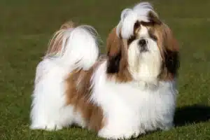 Read more about the article Hodowca shih tzu