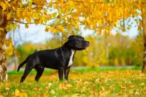 Read more about the article Hodowca Staffordshire Bull Terrier