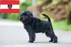 Read more about the article Hodowcy i szczenięta affenpinscher w Austria