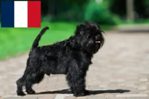 Read more about the article Hodowcy i szczenięta affenpinscher w Francja