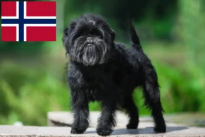 Read more about the article Hodowcy i szczenięta affenpinscher w Norwegia