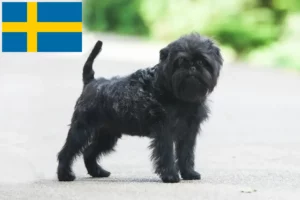 Read more about the article Hodowcy i szczenięta affenpinscher w Szwecja