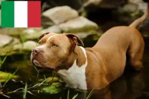 Read more about the article Hodowcy i szczenięta American Pit Bull Terrier w Włochy