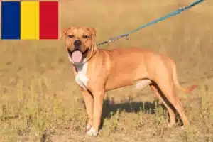 Read more about the article Hodowcy i szczenięta American Staffordshire Terrier w Rumunia