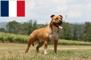 Read more about the article Hodowcy i szczenięta American Staffordshire Terrier w Reunion