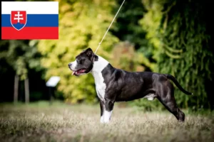 Read more about the article Hodowcy i szczenięta American Staffordshire Terrier w Słowacja