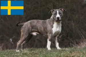 Read more about the article Hodowcy i szczenięta American Staffordshire Terrier w Szwecja