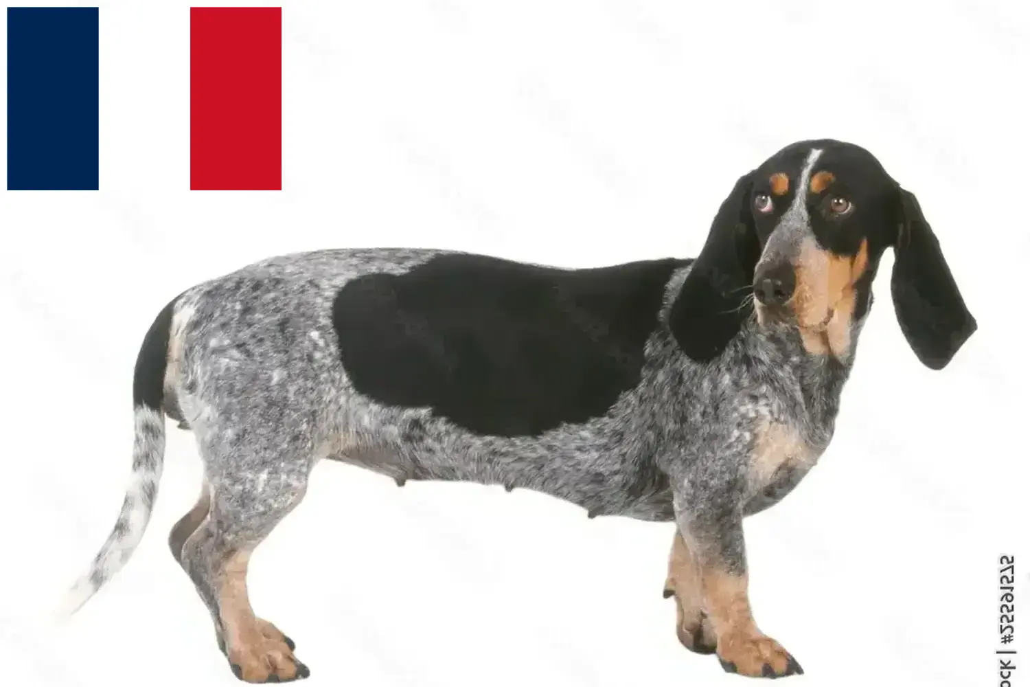 Read more about the article Basset bleu de Gascogne hodowcy i szczenięta w Francja