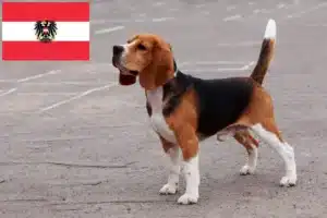 Read more about the article Hodowcy i szczenięta Beagle w Austria