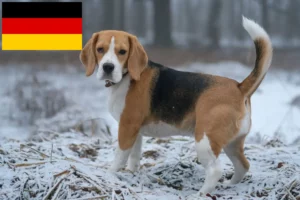 Read more about the article Hodowcy i szczenięta rasy Beagle w Niemcy