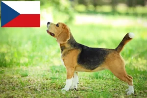 Read more about the article Hodowcy i szczenięta rasy Beagle w Czechy