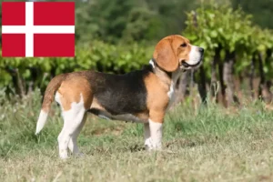 Read more about the article Hodowcy i szczenięta rasy Beagle w Dania