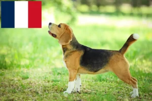 Read more about the article Hodowcy i szczenięta rasy Beagle w Francja