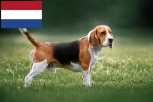 Read more about the article Hodowcy i szczenięta rasy Beagle w Holandia