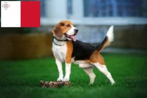 Read more about the article Hodowcy i szczenięta rasy Beagle w Malta