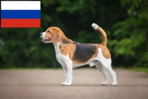 Read more about the article Hodowcy i szczenięta Beagle w Rosja