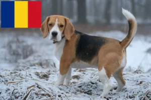 Read more about the article Hodowcy i szczenięta Beagle w Rumunia