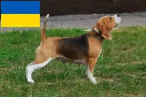 Read more about the article Hodowcy i szczenięta Beagle w Ukraina