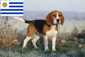 Read more about the article Hodowcy i szczenięta Beagle w Urugwaj