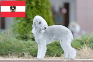 Read more about the article Hodowcy i szczenięta Bedlington terrier w Austria