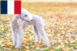 Read more about the article Hodowcy i szczenięta Bedlington terrier w Francja