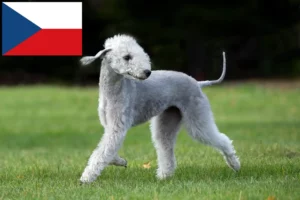 Read more about the article Hodowcy i szczenięta Bedlington terrier w Czechy