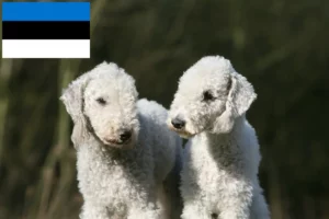 Read more about the article Hodowcy i szczenięta Bedlington terrier w Estonia