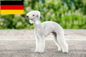 Read more about the article Hodowcy i szczenięta Bedlington terrier w Niemcy