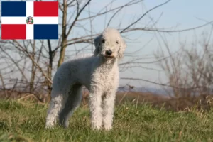 Read more about the article Hodowcy i szczenięta Bedlington terrier w Republika Dominikańska