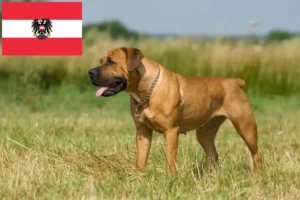 Read more about the article Hodowcy i szczenięta Boerboel w Austria