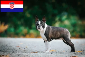 Read more about the article Hodowcy i szczenięta Boston terrier w Chorwacja