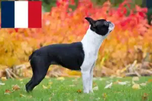 Read more about the article Hodowcy i szczenięta Boston terrier w Francja