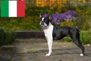 Read more about the article Hodowcy i szczenięta Boston terrier w Włochy