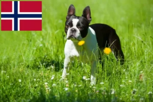 Read more about the article Hodowcy i szczenięta Boston terrier w Norwegia