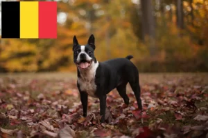 Read more about the article Hodowcy i szczenięta Boston terrier w Belgia