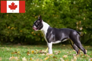 Read more about the article Hodowcy i szczenięta Boston terrier w Kanada