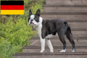 Read more about the article Hodowcy i szczenięta Boston terrier w Niemcy