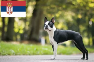 Read more about the article Hodowcy i szczenięta Boston terrier w Serbia