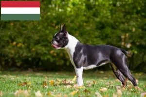 Read more about the article Hodowcy i szczenięta Boston terrier w Węgry