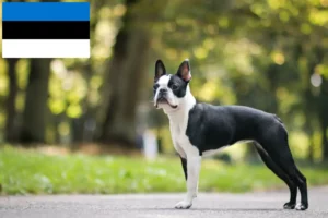 Read more about the article Hodowcy i szczenięta Boston terrier w Estonia